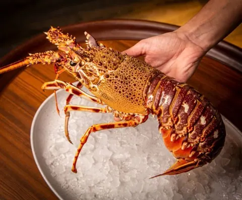 Langosta roja del Mediterráneo - El Gran Barril de Castellana