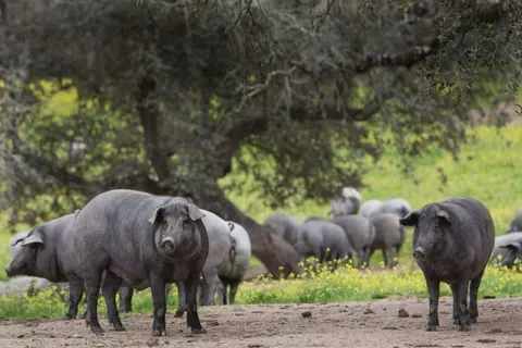 Cerdo ibérico
