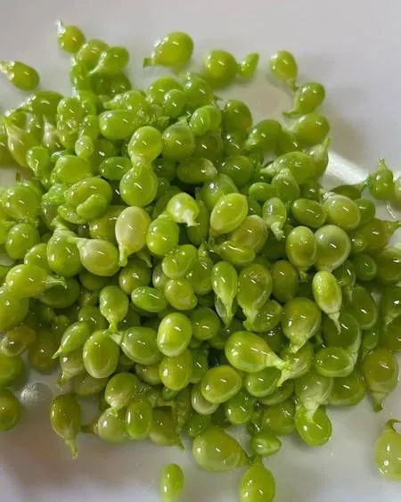 Guisantes lágrima