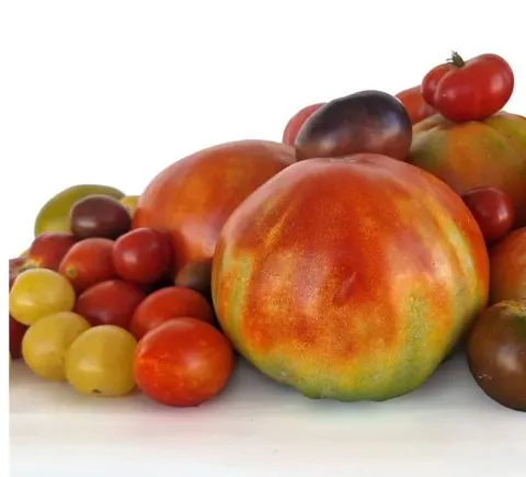 Tomates de coín