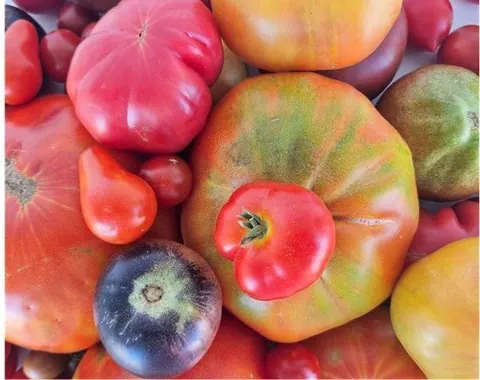 Tomates de coín