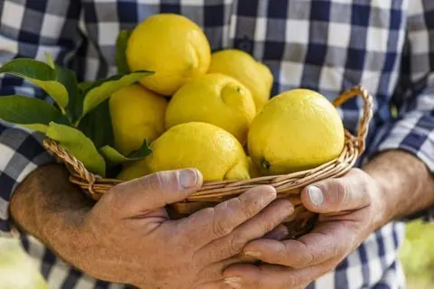 Limón